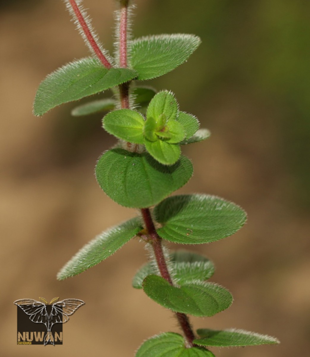 Sonerila robusta Arn.